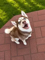 Gunner , a male Pomsky for sale in Calhan, CO – 2 of 3