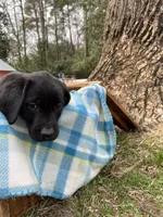 Purple, a female Labrador Retriever for sale in Camden, SC – Photo 3 of 3
