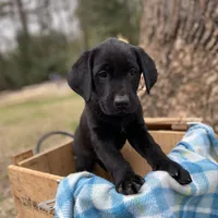 Purple (Ember), a female Labrador Retriever for sale in Camden, SC – Photo 2 of 3