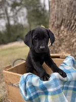 Purple, a female Labrador Retriever for sale in Camden, SC – Photo 1 of 3