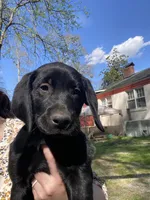 Purple (Ember), a female Labrador Retriever for sale in Camden, SC – Photo 3 of 3