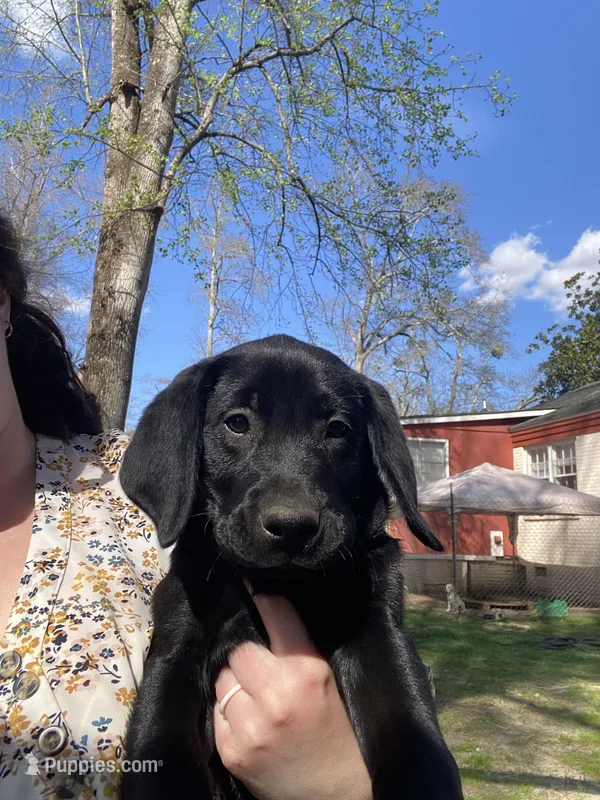 Purple – Labrador Retriever puppy for sale in Camden, SC