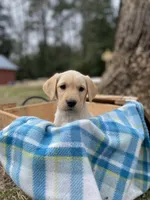 Dark Green (Ivy), a female Labrador Retriever for sale in Camden, SC – Photo 1 of 3