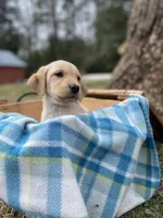 Dark Green (Ivy), a female Labrador Retriever for sale in Camden, SC – Photo 3 of 3
