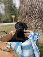 Black (Shadow), a male Labrador Retriever for sale in Camden, SC – Photo 3 of 3