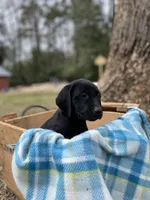 Pink, a female Labrador Retriever for sale in Camden, SC – Photo 3 of 3