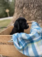 Pink, a female Labrador Retriever for sale in Camden, SC – Photo 1 of 3