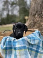 Pink, a female Labrador Retriever for sale in Camden, SC – Photo 2 of 3