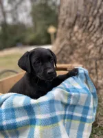 Blue, a male Labrador Retriever for sale in Camden, SC – Photo 2 of 4