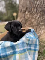 Blue, a male Labrador Retriever for sale in Camden, SC – Photo 3 of 4