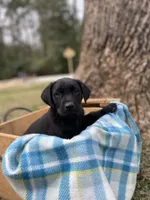 Blue, a male Labrador Retriever for sale in Camden, SC – Photo 1 of 4