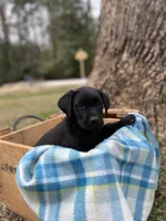 Blue, a male Labrador Retriever for sale in Camden, SC – Photo 4 of 4