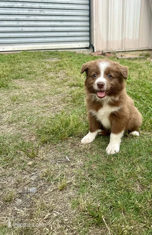 Girl 1 – Australian Shepherd, Border Collie puppy for sale in Dalton, GA