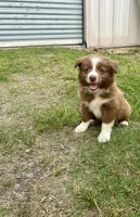 Girl 1, a female Australian Shepherd and Border Collie for sale in Dalton, GA – 3 of 7