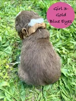 Girl 3, a female Australian Shepherd and Border Collie for sale in Dalton, GA – Photo 2 of 4