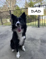Girl 3, a female Australian Shepherd and Border Collie for sale in Dalton, GA – Photo 3 of 4
