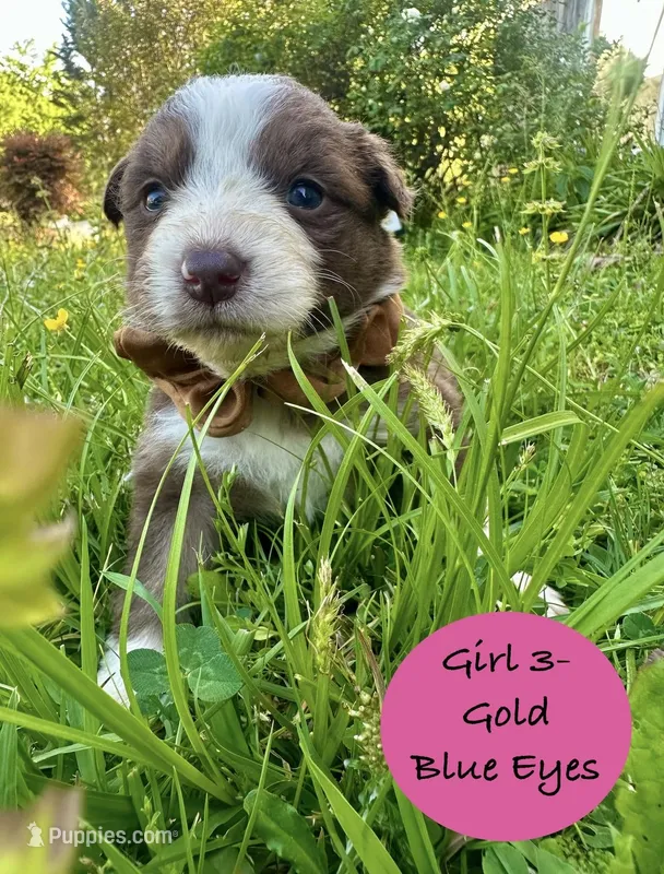 Girl 3 – Australian Shepherd, Border Collie puppy for sale in Dalton, GA