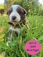 Girl 3, a female Australian Shepherd and Border Collie for sale in Dalton, GA – Photo 1 of 4