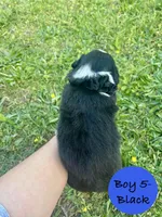 Boy 5, a male Australian Shepherd and Border Collie for sale in Dalton, GA – Photo 2 of 4