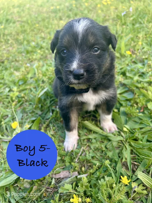 Boy 5 – Australian Shepherd, Border Collie puppy for sale in Dalton, GA