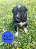 Boy 5, a male Australian Shepherd and Border Collie for sale in Dalton, GA – Photo 1 of 4