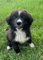 Boy 6, a male Australian Shepherd and Border Collie for sale in Dalton, GA – 3 of 7