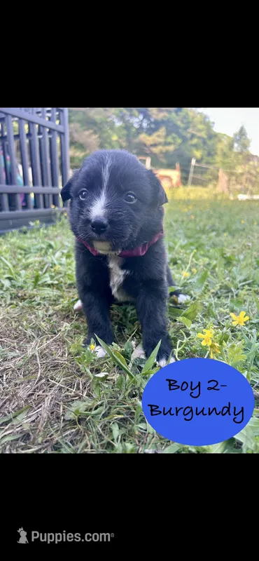Boy 2 – Australian Shepherd, Border Collie puppy for sale in Dalton, GA