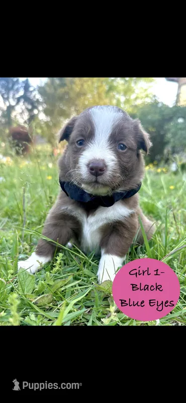 Girl 1 – Australian Shepherd, Border Collie puppy for sale in Dalton, GA