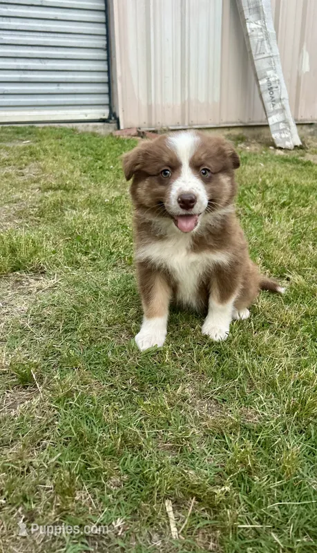 Girl 3 – Australian Shepherd, Border Collie puppy for sale in Dalton, GA