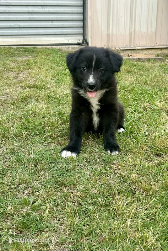 Boy 2 – Australian Shepherd, Border Collie puppy for sale in Dalton, GA