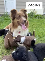 Boy 4, a male Australian Shepherd and Border Collie for sale in Dalton, GA – Photo 4 of 4