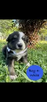 Boy 4, a male Australian Shepherd and Border Collie for sale in Dalton, GA – Photo 1 of 4