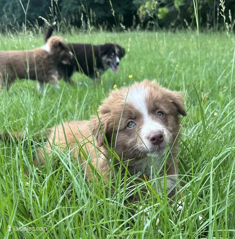 Girl 1 – Australian Shepherd, Border Collie puppy for sale in Dalton, GA