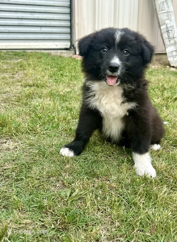 Boy 6 – Australian Shepherd, Border Collie puppy for sale in Dalton, GA