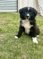 Boy 6, a male Australian Shepherd and Border Collie for sale in Dalton, GA – 2 of 7