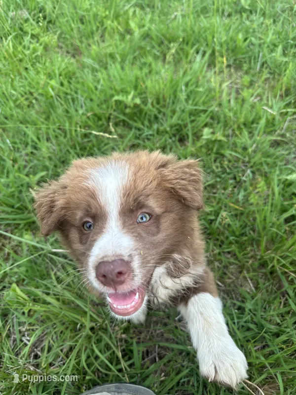 Girl 1 – Australian Shepherd, Border Collie puppy for sale in Dalton, GA