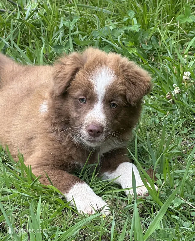 Girl 1 – Australian Shepherd, Border Collie puppy for sale in Dalton, GA
