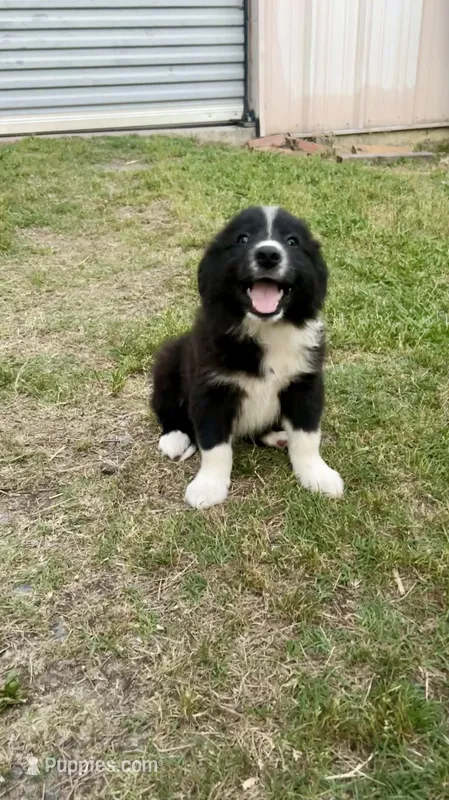 Boy 3 – Australian Shepherd, Border Collie puppy for sale in Dalton, GA