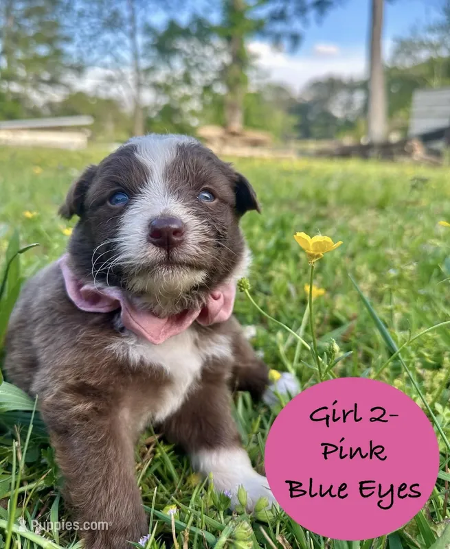 Girl 2 – Australian Shepherd, Border Collie puppy for sale in Dalton, GA