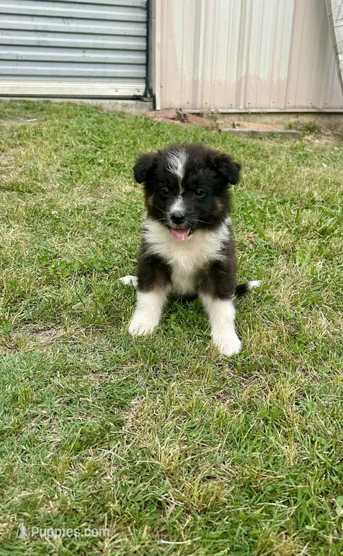 Boy 1 – Australian Shepherd, Border Collie puppy for sale in Dalton, GA