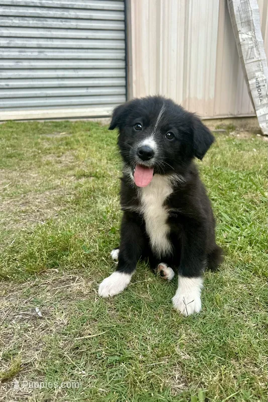 Girl 4 – Australian Shepherd, Border Collie puppy for sale in Dalton, GA