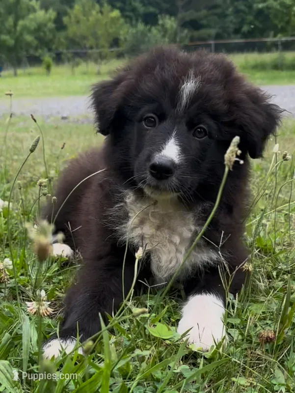 Boy 6 – Australian Shepherd, Border Collie puppy for sale in Dalton, GA