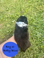 Boy 6, a male Australian Shepherd and Border Collie for sale in Dalton, GA – Photo 2 of 4