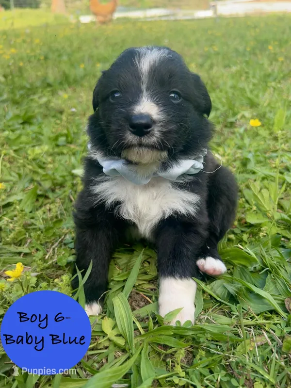 Boy 6 – Australian Shepherd, Border Collie puppy for sale in Dalton, GA