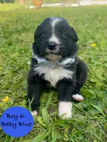 Boy 6, a male Australian Shepherd and Border Collie for sale in Dalton, GA – Photo 1 of 4