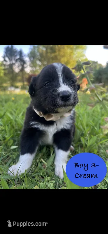 Boy 3 – Australian Shepherd, Border Collie puppy for sale in Dalton, GA