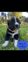 Boy 3, a male Australian Shepherd and Border Collie for sale in Dalton, GA – Photo 1 of 4