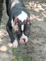 Yoyo, a female American Bully for sale in Detroit, MI – Photo 6 of 6