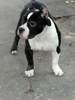 Yoyo, a female American Bully for sale in Detroit, MI – Photo 1 of 6