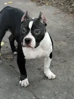 Yoyo, a female American Bully for sale in Detroit, MI – Photo 2 of 6